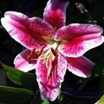 Profile Picture of Kathleen Hawksby (@kathawksby) on Instagram