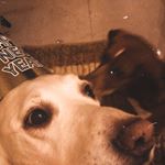 Profile Picture of jask, macy, tinker, and dice✨ (@theadampets_) on Instagram