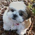 Lucy lanning - Instagram Profile Picture of Lucy lanning (@lanning.lucy) on Instagram