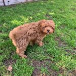 Profile Picture of Julie Reid (@coco_cavoodle19) on Instagram