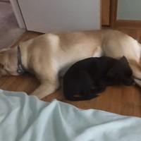 Profile Picture of Daniel Cowen (@daniel-cowen-8) on Quora