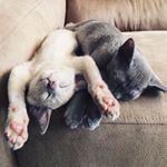 💛 - Instagram Profile Picture of 💛 (@matilda_and_archer) on Instagram