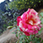 Asif Zaman - Flickr Profile Picture of Asif Zaman (@asif006) on Flickr