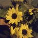Profile Picture of luz Morans 🌺🤍🌺 (@luzmoralesmorante) on Pinterest