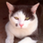 Profile Picture of Deborah Aaron (@deborah.j.aaron) on Flickr