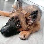 Profile Picture of Frau Fuchs NALA (@fuchs_nalchen) on Instagram