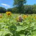 Profile Picture of Sharon Ohearn (@Sharon-Ohearn) on Facebook