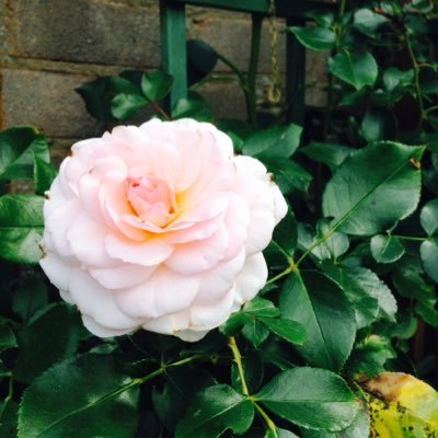 June GRAY - Twitter Profile Picture of June GRAY (@NannyGray2) on Twitter