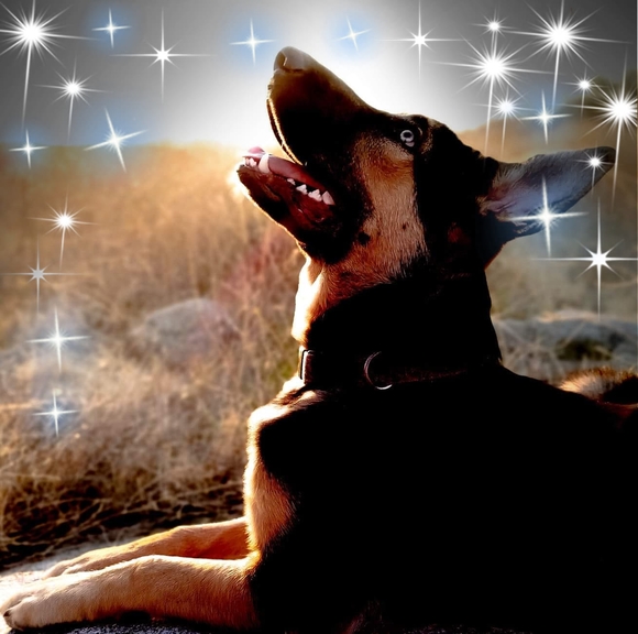 Profile Picture of Kirsten Klohe (@kirstenklohe) on Poshmark