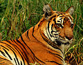 Profile Picture of Fauna of India - Wikipediaon Wikipedia