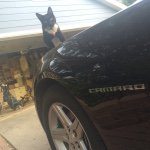 Profile Picture of Figaro Stevens (@figarostevens) on Instagram