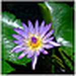 Profile Picture of Kowit Siri (@smartporky) on Flickr