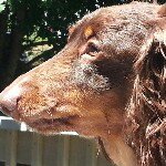 Profile Picture of Lisa Gregory (@doxie_mamma) on Instagram