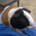 Profile Picture of Joe (@joseph_maddock) on Instagram