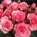 Profile Picture of Paroo (@paroo.paroo.9659) on Facebook