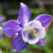 Profile Picture of Allison Pietras (@allisonpietras3254) on Youtube