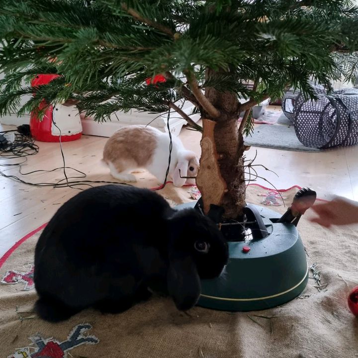 Profile Picture of Alice (@alivedahlstrom) on Tiktok