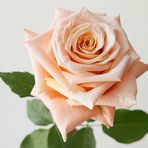 Profile Picture of Jeanine Leininger (@Jeanine-Leininger) on Facebook