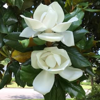 Profile Picture of Nancy Verdirame (@verdiramenancy) on Instagram