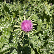 Profile Picture of Alejandro M (Alejo) (@HectorAlejandroMerchan) on Youtube