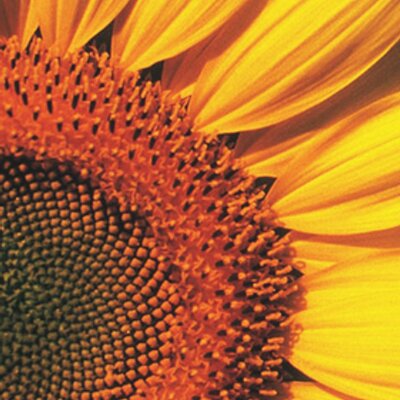 Susannah Cook - Twitter Profile Picture of Susannah Cook (@SusannahCook1) on Twitter