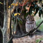 Profile Picture of Micah Armstrong (@micaharmstrong) on Flickr