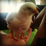 Profile Picture of Jeff (@jeff_chicken124) on Instagram