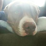 Profile Picture of Randy Oakes (@oakes306) on Instagram