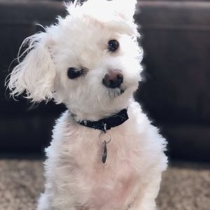 Profile Picture of Toby's Naza (@FlorenceKoenig9) on Twitter