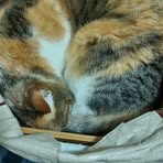 Profile Picture of Livio Vazzola (@Livio-Vazzola) on Facebook