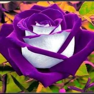 Profile Picture of Pam Hahn (@PamHahn9) on Twitter