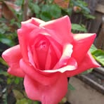 Profile Picture of Claudia Ceparo (@claudia.ceparo.2025) on Facebook