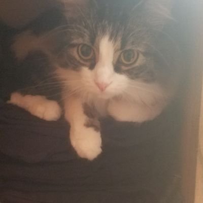Profile Picture of Eastofeden (@OstremRandy) on Twitter