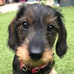 Profile Picture of Mr Herbert Chumley Warner Esq. (@wendykerswill) on Instagram