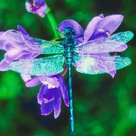 Tammy Hand - Pinterest Profile Picture of Tammy Hand (@tammyhand1959) on Pinterest