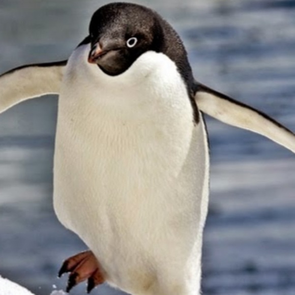 Profile Picture of Adam Jamal (@adamjamal00) on Poshmark