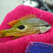 Profile Picture of Jo Shin (@joshin684) on Youtube