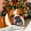 Profile Picture of   julie Cade (@roccodinio)... (@roccodinio) on Tiktok