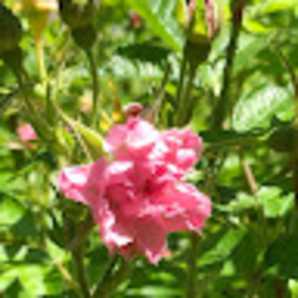 Profile Picture of Eleonore Daboval.palmer (@eleonore_dp) on Poshmark