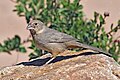 Profile Picture of Canyon towheeon Wikipedia