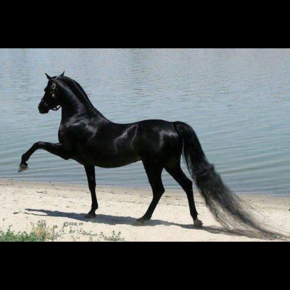 Profile Picture of Mario Montenegro (@mariomto) on Poshmark