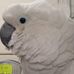 Profile Picture of Robert McClumpha (Midland Parrots) (@bob.midland.5) on Facebook