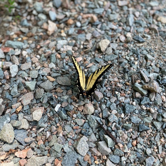 Profile Picture of Sophia Craddock (@sophcradd) on Poshmark