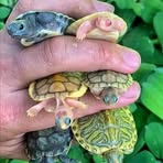 Profile Picture of Colin Ben (@Colin-Ben) on Facebook