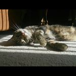 Profile Picture of Donald Draper Hanif (@donalddraperhanif) on Instagram