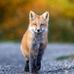 Profile Picture of Guy Fuchs (@guy.fuchs.5454) on Facebook