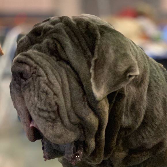 Profile Picture of Alaina Pierret (@alaina_p) on Poshmark