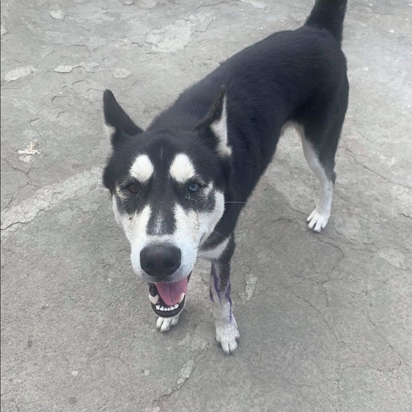 Profile Picture of Gregorio Rodriguez (@gollo923) on Poshmark