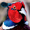 Profile Picture of Frank Austin (@faust007) on Flickr