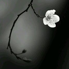 Profile Picture of Ally (@Ally_Rosa_13) on Twitter